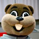 Tim the Beaver