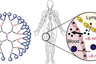 Graphical abstract showing relative sizes of blood and lymph cells