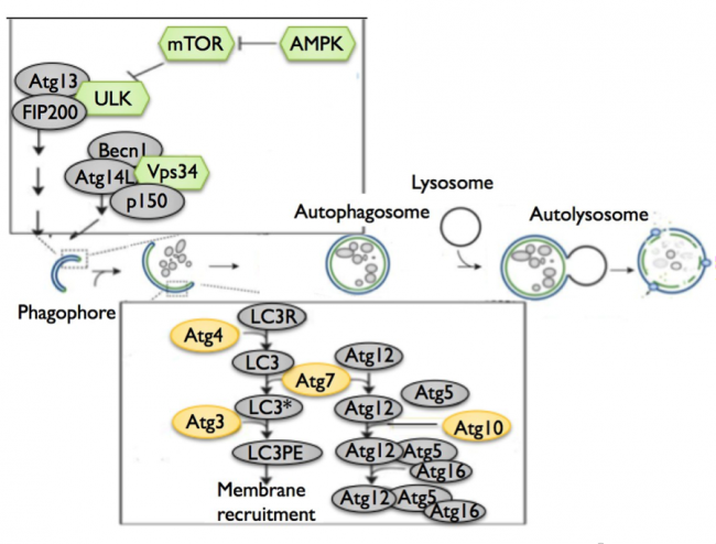 Figure 1. Schematic of the autophagy pathway.