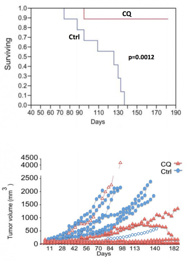 Figure 7. Chloroquine (CQ) treatment of PDAC cells prolongs survival of mice with PDAC xenografts.