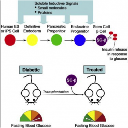 Figure 11: Stem cell therapy for autonomous glycemic control