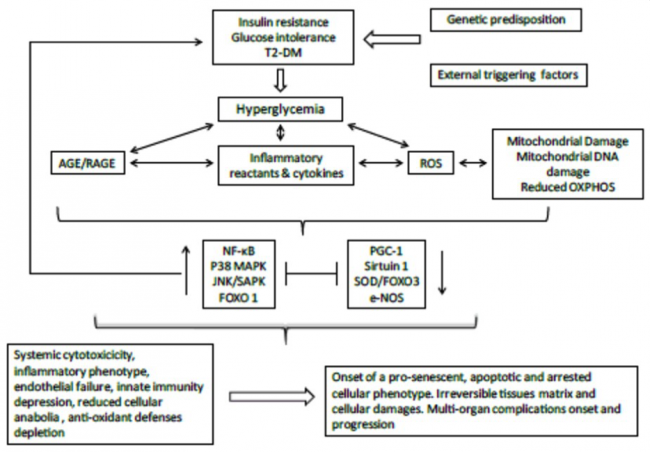 Figure 6: The biochemistry of insulin resistance, one of the main causes of type 2 diabetes